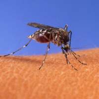 Zika virus and Microcephaly on 9Apps