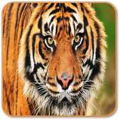 Tiger Sounds on 9Apps