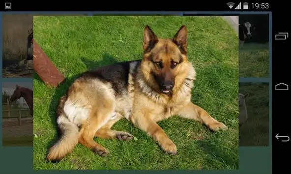 Animal sounds APK Download 2022 - Free - 9Apps Animal sounds APK Download 2022 - Free - 9Apps