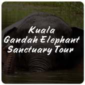 Kuala Gandah Elephant Sanctuary Tour