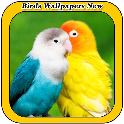 Birds Wallpapers New