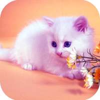 Cute Cat HD Wallpapers on 9Apps