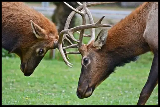 Wild animal documentaries. Animal World HD APK Download 2023 - Free - 9Apps Wild animal documentaries. Animal World HD APK Download 2023 - Free - 9Apps