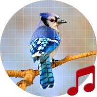Blue Jay-Sounds ~ Sboard.pro