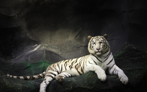 Tiger live wallpaper  Apps on Google Play