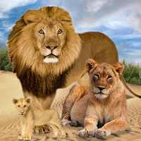 जंगल किंग्स किंगडम शेर परिवार