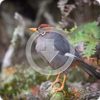 Garrulax Mitratus Bird Sounds Ringtone