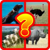 Quiz Animals Picture