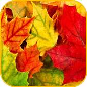 Autumn Leaves Wallpapers 3D.