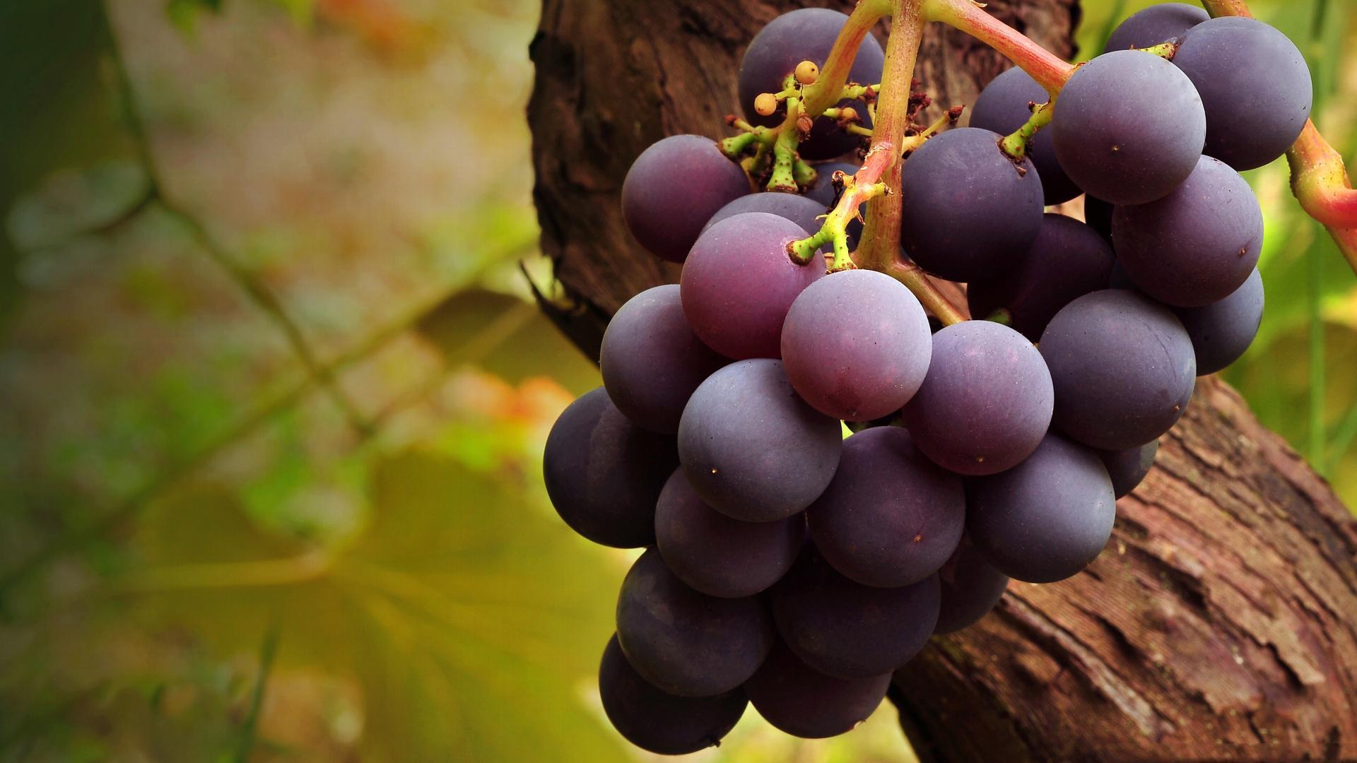 100 Grape Wallpapers  Wallpaperscom