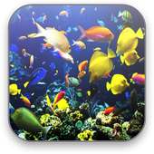 Aquarium Free Video Wallpaper
