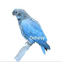 Ochesy