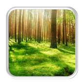 Sunny Forest 2D Live wallpaper