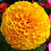 Marigold Flower Wallpapers HD