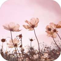 🌸 Floral Wallpapers on 9Apps