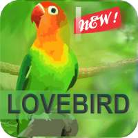 Kicau Master Lovebird Juara on 9Apps