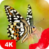 Fondos de pantalla con mariposas 4K