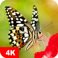 Descarga de la aplicación Fondos de pantalla con mariposas 4K 2023 - Gratis  - 9Apps