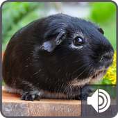 Guinea Pig Sounds on 9Apps