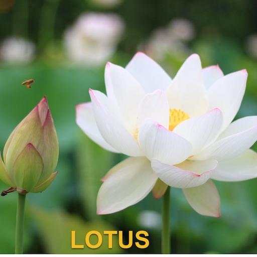 Reach Lotus