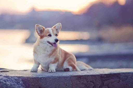 Pin by hotin krim on corgi i1 | Corgi wallpaper, Corgi, Cute corgi