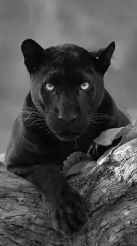 Descarga de la aplicación Black Panther Wallpaper HD 2023 - Gratis - 9Apps