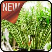 Caring for Lucky Bamboo on 9Apps