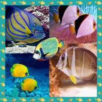 Fish Photo Collage Maker