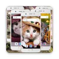 Wallpaper Kucing lucu HD on 9Apps