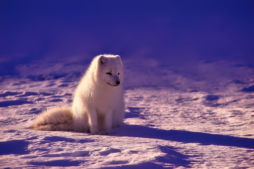 A 4K ultra HD mobile wallpaper depicting a captivating and elusive Arctic  Fox, its pure white fur blending seamlessly with the snowy landscape, as it  navigates its icy domain with grace and