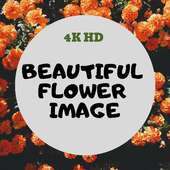 Beautiful Flower Pictures App