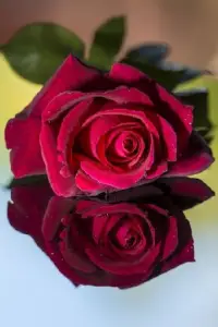 Descarga de la aplicación Fondos de pantalla de rosas rojas 2023 - Gratis -  9Apps