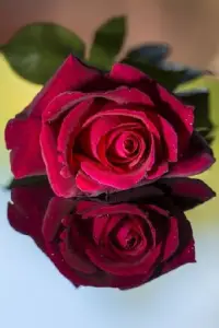 Descarga de la aplicación Fondos de pantalla de rosas rojas 2023 - Gratis - 9Apps Descarga de la aplicación Fondos de pantalla de rosas rojas 2023 - Gratis - 9Apps