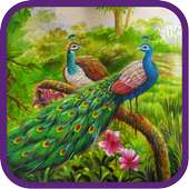 Peacock Beauty Pics on 9Apps