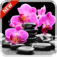 Orchids 3D Free Live Wallpaper