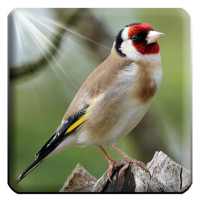 Goldfinch singing claim sounds on 9Apps