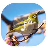 Bird Sound ~ Nature Sound HD