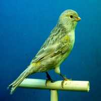 Canaries Bird Sounds on 9Apps
