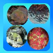 Marine Animals Picture Quiz