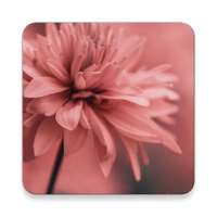 Flower Wallpapers on 9Apps