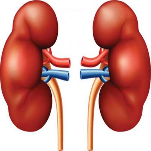 Insuficiencia Renal