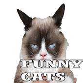 Funny Cats 2015