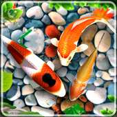 Pet Fish Live Wallpaper HD 4k