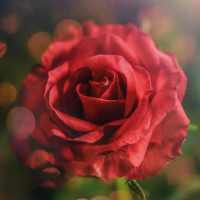 Rosas Vermelhas com Frases de Amor