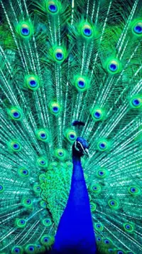 Descarga de la aplicación fondo de pantalla del pavo real 2023 - Gratis -  9Apps