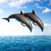 dolfijnen leven wallpapers