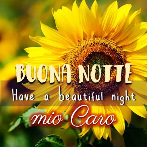 Italian Good Night & Sweet Dreams Wishes Messages