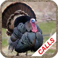 Turkey hunting calls on 9Apps