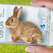 Thỏ trong điện thoại - Trò đùa dễ thương