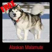 Alaskan Malamute on 9Apps